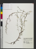 Schizachyrium brevifolium (Sw.) Nees ex Buse د