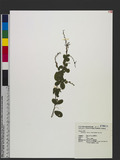 Pycnospora lutescens (Poir.) Schindl. Kl