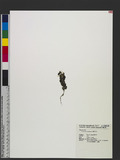 Crotalaria chinensis L. سʦX
