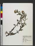 Gnaphalium luteoalbum L. subsp. affine (D. Don) Koster T