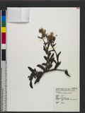 Conyza japonica (Thunb.) Less. 饻