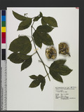 Passiflora edulis ...