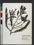Albizzia procera (Roxb.) Benth. 