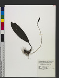 Bulbophyllum macraei (Lindl.) Reichb. f. @KF
