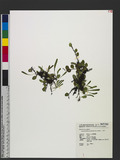 Lemmaphyllum carnosum (J. Sm. ex Hook.) C. Presl