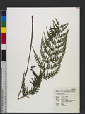 Odontosoria chinensis (L.) J. Sm.