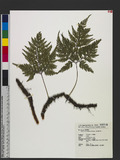 Davallia trichomanoides Blume {H