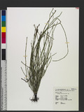 Equisetum ramosissimum Desf. 