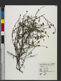 Aster hispidus Willd.