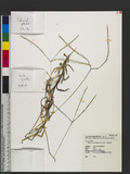 Digitaria heterantha (Hook. f.) Merr. J