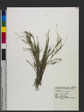 Zoysia tenuifolia ...