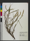Setaria glauca (L.) P. Beauv. s