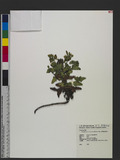 Crepidiastrum lanceolatum (Houtt.) Nakai ӸO