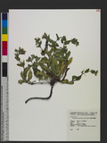 Crepidiastrum lanceolatum (Houtt.) Nakai ӸO
