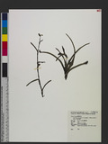 Murdannia bracteata (C. B. Clarke) J. K. Morton ex D. Y. Hong jc˸