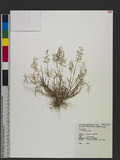 Eragrostis minor H...
