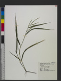 Urochloa glumaris (Trin.) Veldkamp