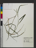 Urochloa glumaris (Trin.) Veldkamp