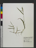 Urochloa glumaris (Trin.) Veldkamp