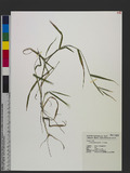 Urochloa glumaris (Trin.) Veldkamp