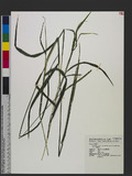 Sacciolepis indica (L.) Chase var. oryzetorum (Makino) Ohwi no
