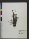 Eragrostis brownii...