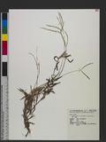 Digitaria radicosa (J. Presl) Miq. var. hirsuta (Ohwi) C. C. Hsu 򰨭