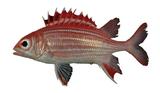 中文種名:銀帶棘鱗魚