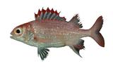 中文種名:斑紋棘鱗魚
