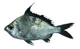 中文種名:大棘鑽嘴魚