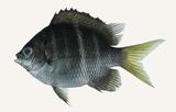 中文種名:黃尾豆娘魚