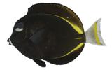 中文種名:白面刺尾鯛