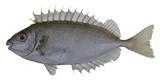 中文種名:長鰭籃子魚