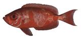 中文種名:寶石大眼鯛