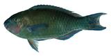 中文種名:棕吻鸚哥魚