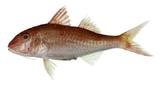 中文種名:紅點海鯡鯉