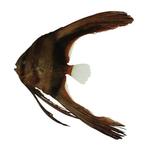 中文種名:尖翅燕魚