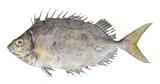 中文種名:銀籃子魚