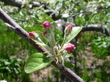 學名:Malus pumila Mill.‘Gara’俗名:嘎拉俗名（英文）:Gara