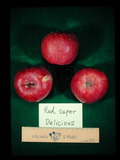 ǦW:Malus pumila Mill.Red Spur Delicious
