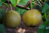 ǦW:Pyrus pyrifolia Nakai Kousui