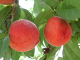 學名:Prunus persica( L.) Batsch ‘5-16W’