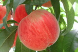 學名:Prunus persica( L.) Batsch ‘705’
