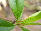 學名:Prunus persica( L.) Batsch ‘710’