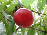 ǦW:Prunus persica( L.) Batsch Armking