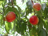 ǦW:Prunus persica( L.) Batsch Favortop