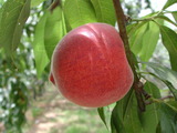 ǦW:Prunus persica( L.) BatschSpring lady