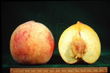 學名:Prunus persica( L.) Batsch‘Sweetgold’