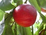 學名:Prunus persica( L.) Batsch ‘Nectarine NO.4’