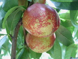 學名:Prunus persica( L.) Batsch ‘Nectarine NO.5’